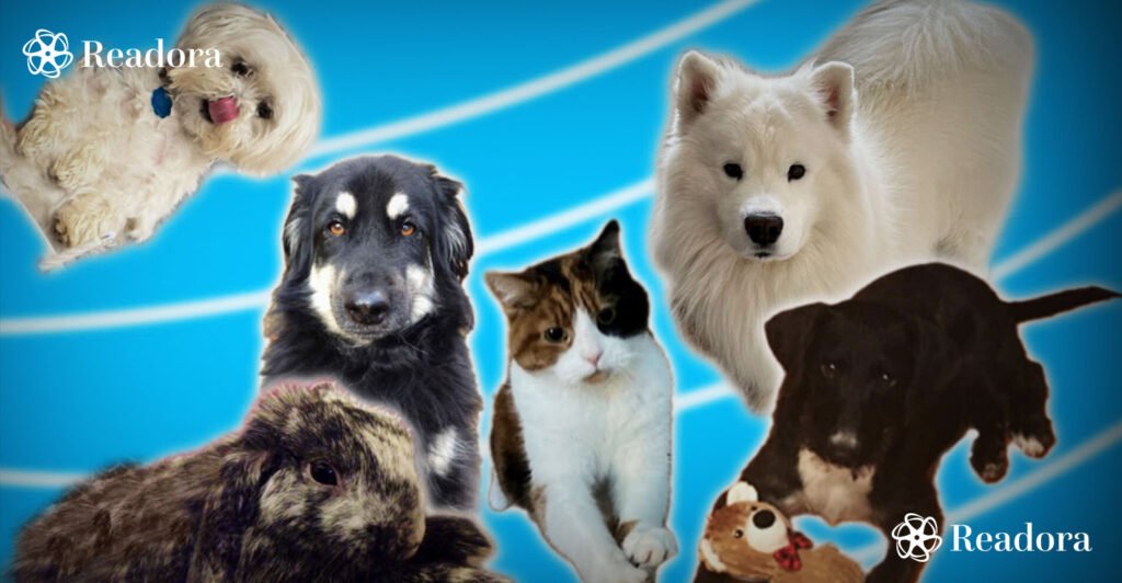 Pet5ardas-com-1024x532 Pet5ardas com Review: Features, Content, and Everything You Need to Know